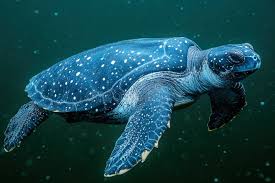 Image result for Dermochelys coriacea