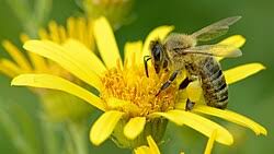 Attēlu rezultāti vaicājumam “Jacobaea paludosa”