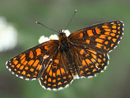 Attēlu rezultāti vaicājumam “Antrodia mellita”