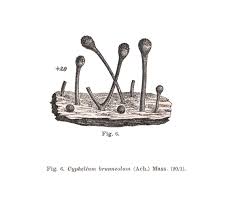 Attēlu rezultāti vaicājumam “Chaenotheca brunneola”