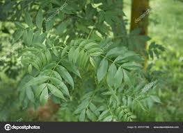 Attēlu rezultāti vaicājumam “Fraxinus excelsior leaf”