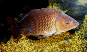 Image result for Carpiodes cyprinus