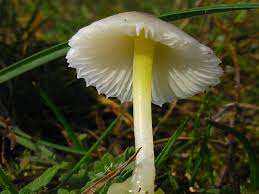 Attēlu rezultāti vaicājumam “Mycena epipterygia”