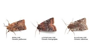 Attēlu rezultāti vaicājumam “Cerastis leucographa”