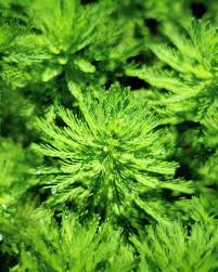 「粉綠狐尾藻」的圖片搜尋結果