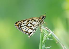 Attēlu rezultāti vaicājumam “Heteropterus morpheus underside”