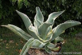 Attēlu rezultāti vaicājumam “Gypsophila fastigiata leaf”