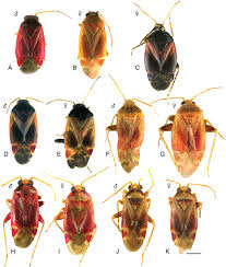 Attēlu rezultāti vaicājumam “Psallus sp.”