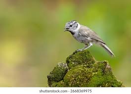 Attēlu rezultāti vaicājumam “Lophophanes cristatus adult”