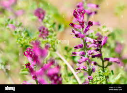 Attēlu rezultāti vaicājumam “Fumaria officinalis”