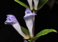Attēlu rezultāti vaicājumam “Scutellaria galericulata leaf”