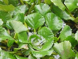 Attēlu rezultāti vaicājumam “Trapa natans”