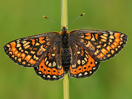 Attēlu rezultāti vaicājumam “Euphydryas maturna upperside”