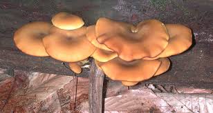 Attēlu rezultāti vaicājumam “Tricholomopsis decora”