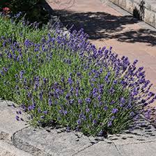 Attēlu rezultāti vaicājumam “Lavandula angustifolia”