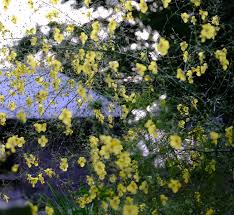 Attēlu rezultāti vaicājumam “Verbascum”