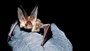 Attēlu rezultāti vaicājumam “Eptesicus nilssonii”