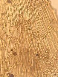 Attēlu rezultāti vaicājumam “Philonotis marchica”