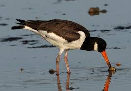 Attēlu rezultāti vaicājumam “Haematopus ostralegus adult”