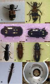 Attēlu rezultāti vaicājumam “Cleridae”