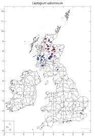 Attēlu rezultāti vaicājumam “Leptogium saturninum”