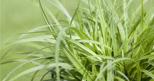 Attēlu rezultāti vaicājumam “Carex caryophyllea flower”