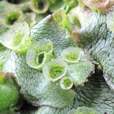 Attēlu rezultāti vaicājumam “Marchantia polymorpha”