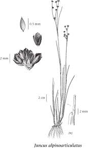 Attēlu rezultāti vaicājumam “Juncus alpinoarticulatus”