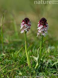 Attēlu rezultāti vaicājumam “Orchis ustulata flower”