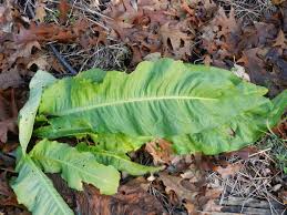 Attēlu rezultāti vaicājumam “Rumex hydrolapathum fruit”