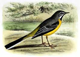 Attēlu rezultāti vaicājumam “Motacilla cinerea”