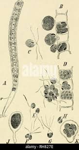Attēlu rezultāti vaicājumam “Bulbochaete mirabilis”