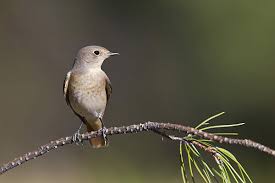 Attēlu rezultāti vaicājumam “Phoenicurus phoenicurus female”