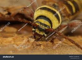 Attēlu rezultāti vaicājumam “Plagionotus detritus”