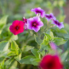 Image result for Phlox (großblumig)