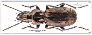 Attēlu rezultāti vaicājumam “Pterostichus aterrimus”