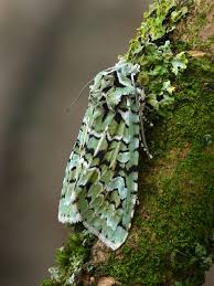 Attēlu rezultāti vaicājumam “Griposia aprilina”