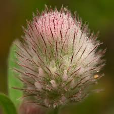 Attēlu rezultāti vaicājumam “Trifolium arvense”