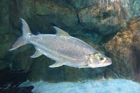Image result for Goliath Tigerfish