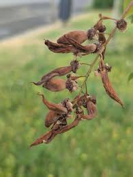 Attēlu rezultāti vaicājumam “Taphrina padi”