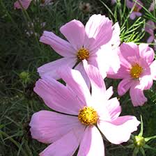 Image result for Cosmos bipinnatus