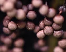 Attēlu rezultāti vaicājumam “Cribraria cancellata macro”