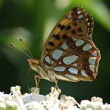 Attēlu rezultāti vaicājumam “Issoria lathonia upperside”
