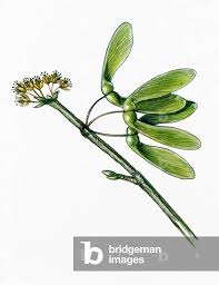 Attēlu rezultāti vaicājumam “Acer saccharinum fruit”