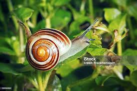 Attēlu rezultāti vaicājumam “Cepaea hortensis”