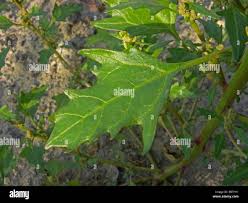 Attēlu rezultāti vaicājumam “Chenopodium rubrum leaf”