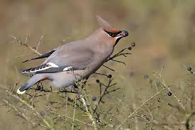 Attēlu rezultāti vaicājumam “Bombycilla garrulus adult”
