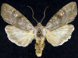 Attēlu rezultāti vaicājumam “Lithomoia solidaginis”