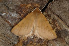 Attēlu rezultāti vaicājumam “Colotois pennaria”