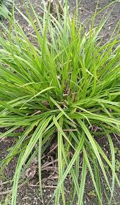 Attēlu rezultāti vaicājumam “Carex spicata”
